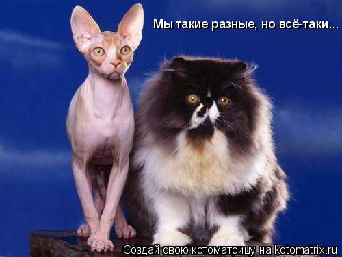 Котоматрица: Мы такие разные, но всё-таки...