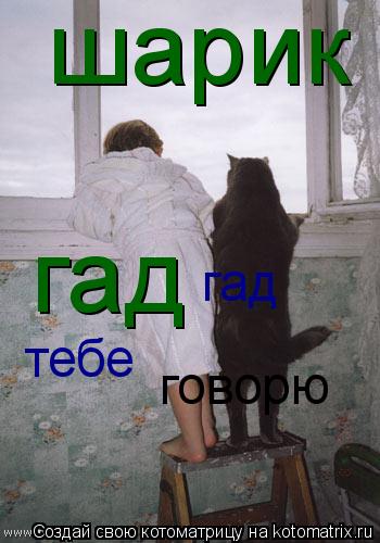 Котоматрица: шарик гад гад тебе  говорю