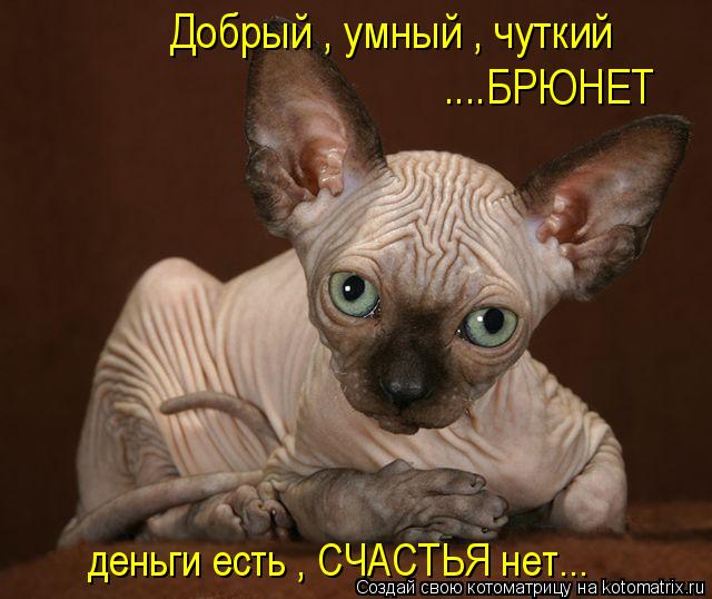 Котоматрица: Добрый , умный , чуткий  ....БРЮНЕТ деньги есть , СЧАСТЬЯ нет...
