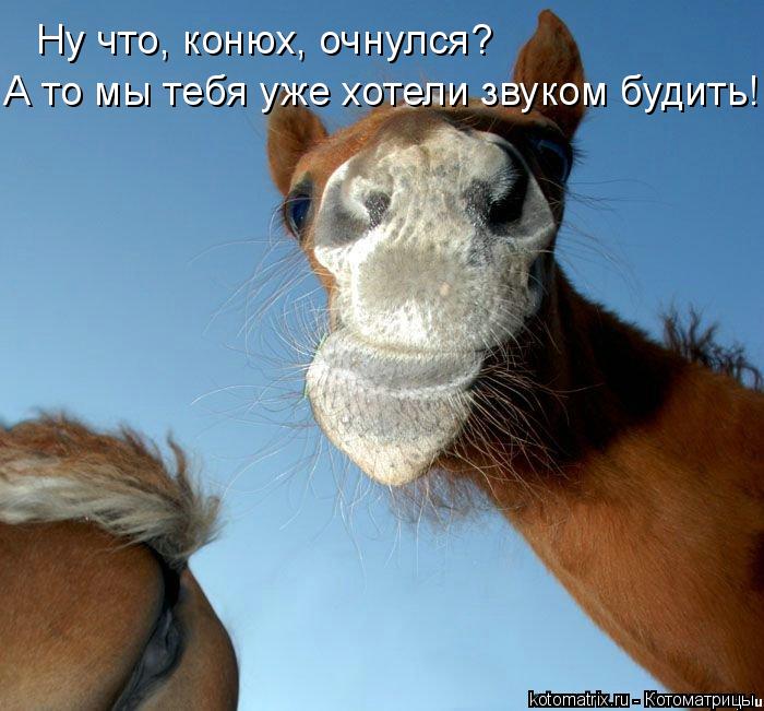Ну что, конюх, очнулся? А то мы тебя уже хотели звуком будить!... Котоматрица: Ну что, конюх, очнулся? А то мы тебя уже хотели звуком будить!