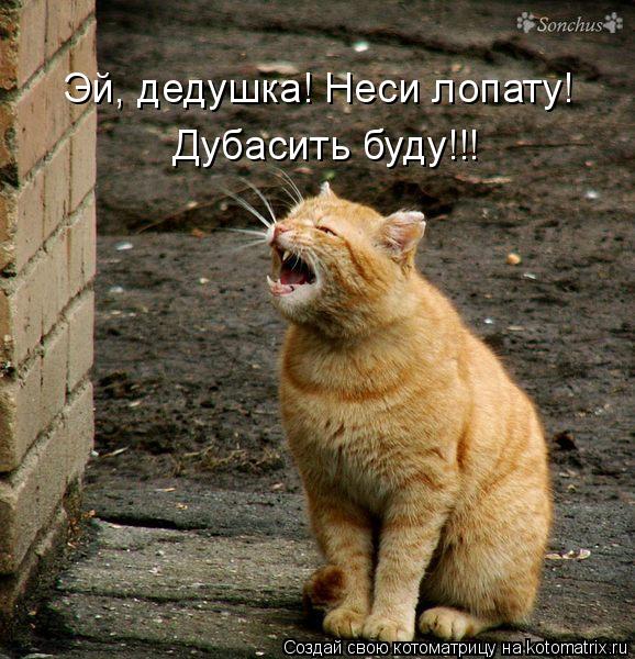 Котоматрица: Эй, дедушка! Неси лопату! Дубасить буду!!!