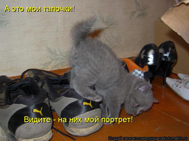 Котоматрица: А это мои тапочки! Видите - на них мой портрет!