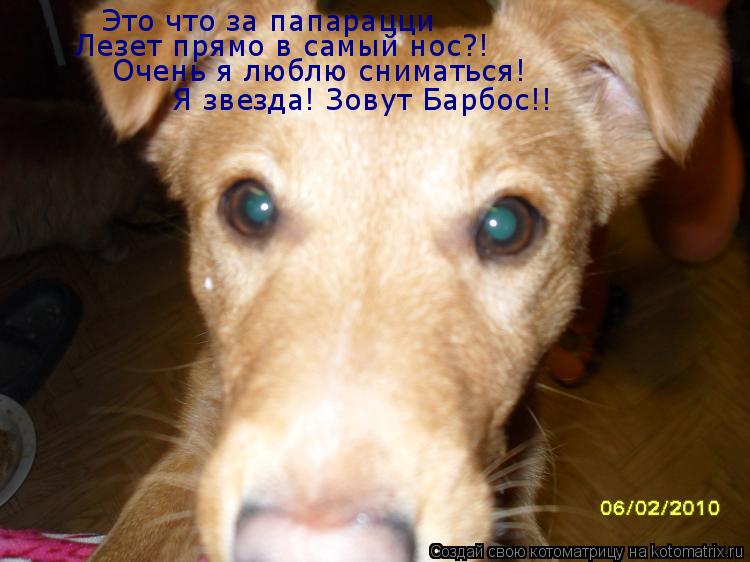 Котоматрица: Лезет прямо в самый нос?! Очень я люблю сниматься! Я звезда! Зовут Барбос!! Это что за папарацци
