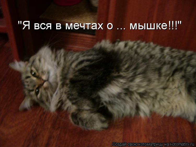 Котоматрица: "Я вся в мечтах о ... мышке!!!"