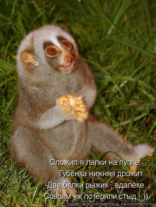 Котоматрица: -Две белки рыжих , вдалеке... Совсем уж потеряли стыд  :)) Губёнка нижняя дрожит Сложил я лапки на пупке, "