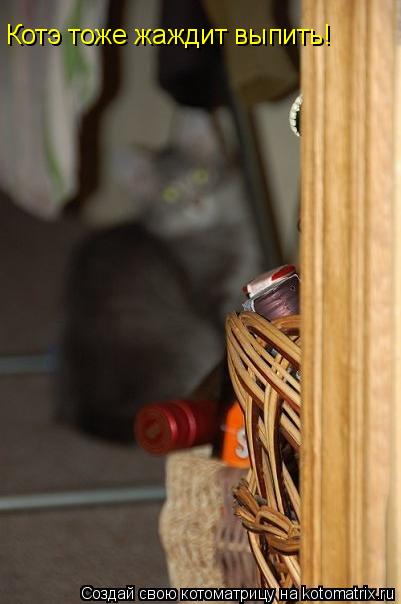 Котоматрица: Котэ тоже жаждит выпить!