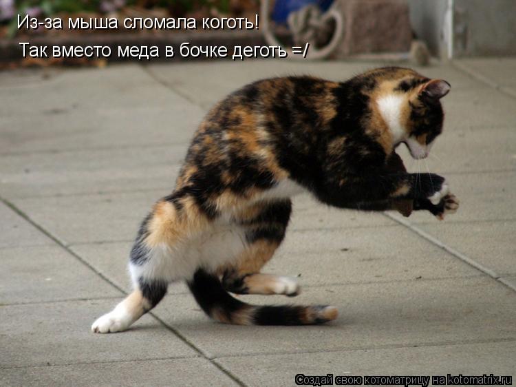 Котоматрица: Из-за мыша сломала коготь! Так вместо меда в бочке деготь =/