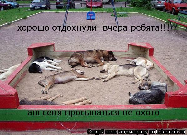 Котоматрица: хорошо отдохнули  вчера ребята!!! аш сеня просыпаться не охото