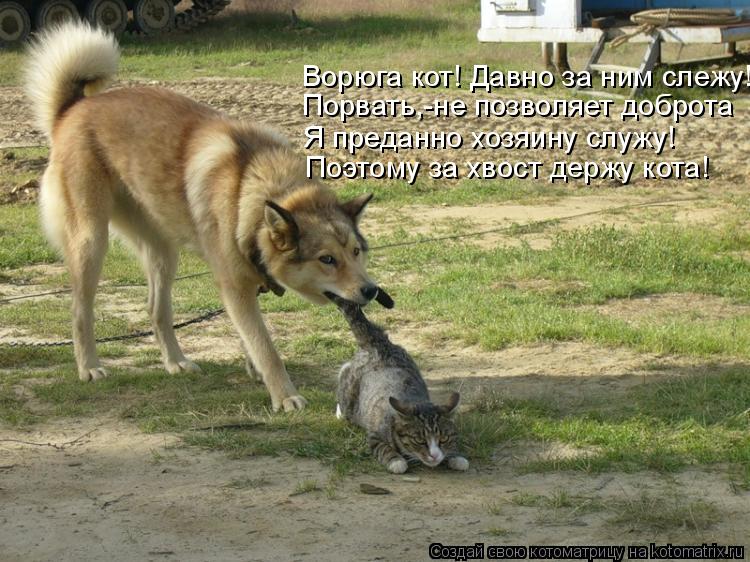 Котоматрица: Ворюга кот! Давно за ним слежу! Порвать,-не позволяет доброта Я преданно хозяину служу! Поэтому за хвост держу кота!