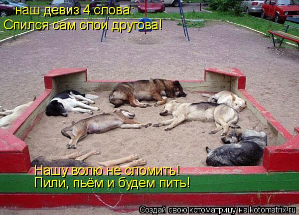 Котоматрица: наш девиз 4 слова: Спился сам спои другова! Нашу волю не сломить! Пили, пьём и будем пить!
