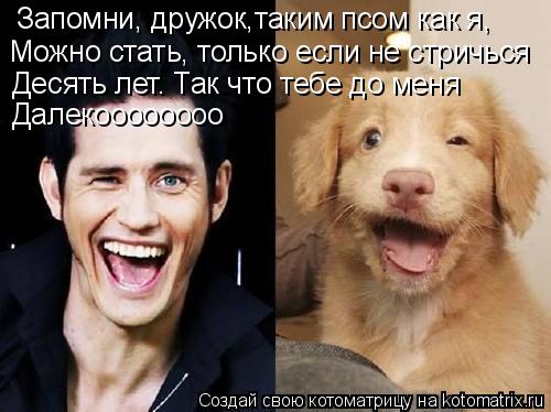 Котоматрица: Запомни, дружок,таким псом как я, Можно стать, только если не стричься Десять лет. Так что тебе до меня Далекоооооооо