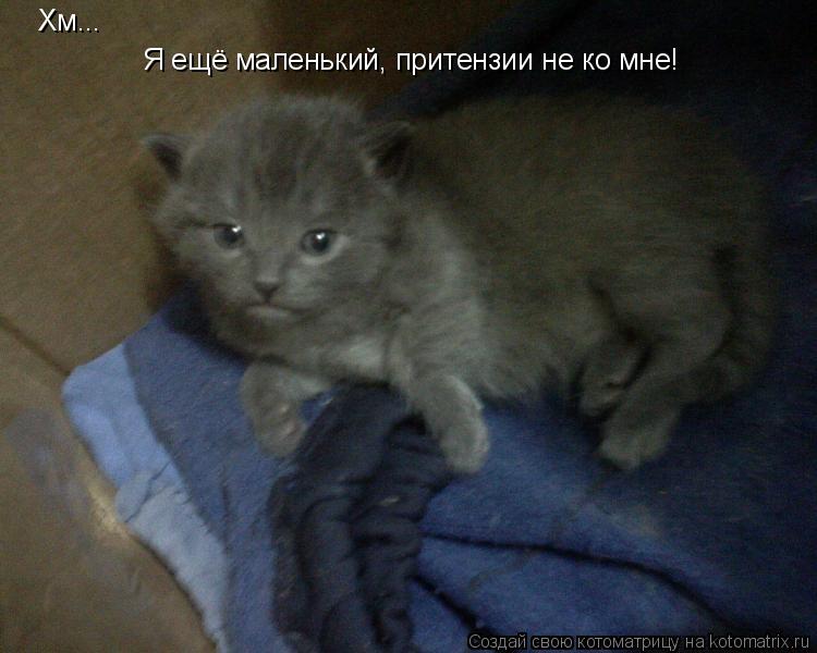 Котоматрица: Я ещё маленький, притензии не ко мне! Хм...