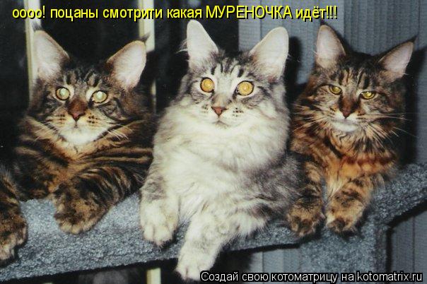 Котоматрица: оооо! поцаны смотрити какая МУРЕНОЧКА идёт!!!