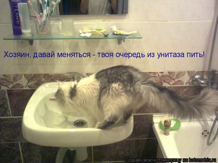 Котоматрица: Хозяин, давай меняться - твоя очередь из унитаза пить!