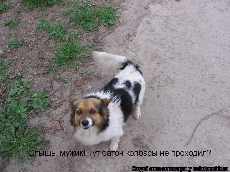 Котоматрица: Слышь, мужик! Тут батон колбасы не проходил?