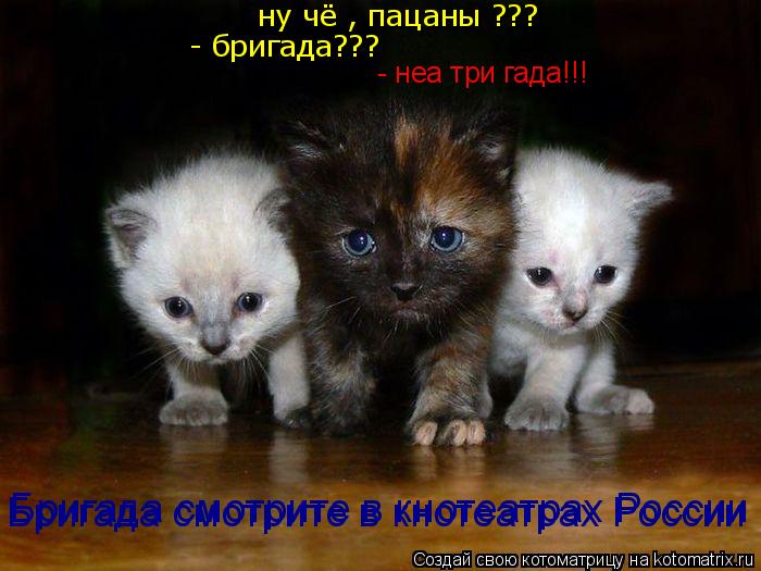 Котоматрица: ну чё , пацаны ??? - бригада??? - неа три гада!!! Бригада смотрите в кнотеатрах России Бригада смотрите в кнотеатрах России