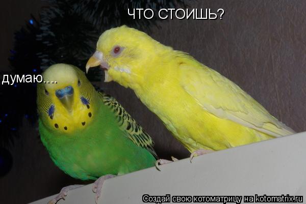 Котоматрица: ЧТО СТОИШЬ? думаю....