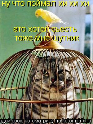 Котоматрица: ну что поймал  хи хи хи ато хотел сьесть тоже мне шутник
