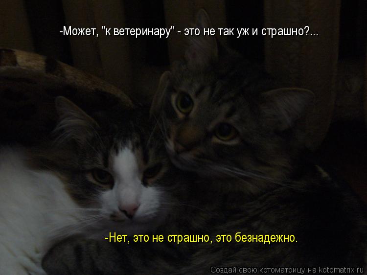-Может, "к ветеринару" - это не так уж и страшно?... -Нет, это не страшно, это безнадежно.... Котоматрица: -Может, "к ветеринару" - это не так уж и страшно?... -Нет, это не страшно, это безнадежно.