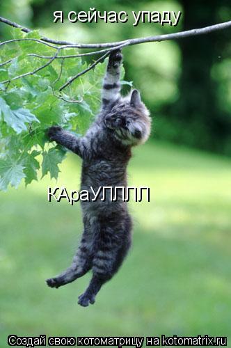 Котоматрица: я сейчас упаду КАраУЛЛЛЛ