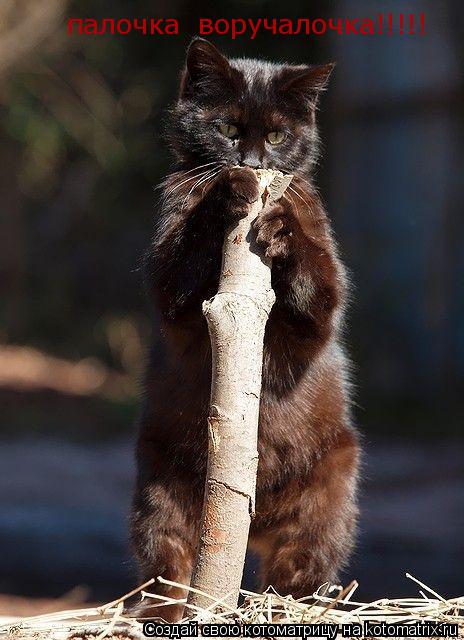 Котоматрица: палочка  воручалочка!!!!!
