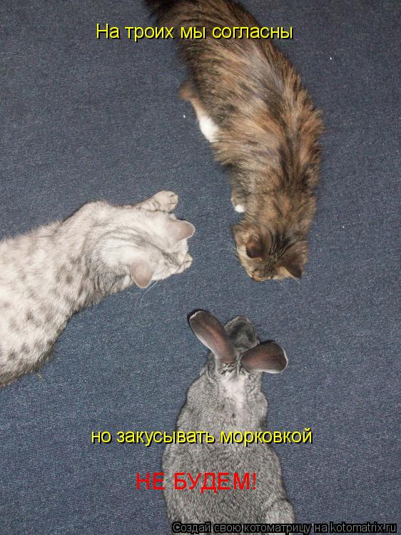 Котоматрица: На троих мы согласны но закусывать морковкой НЕ БУДЕМ!