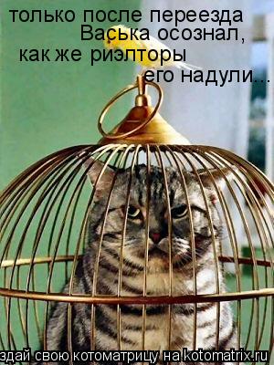 только после переезда Васька осознал, как же риэлторы его надули...... Котоматрица: только после переезда Васька осознал, как же риэлторы его надули...