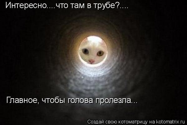 Котоматрица: Интересно....что там в трубе?.... Главное, чтобы голова пролезла...