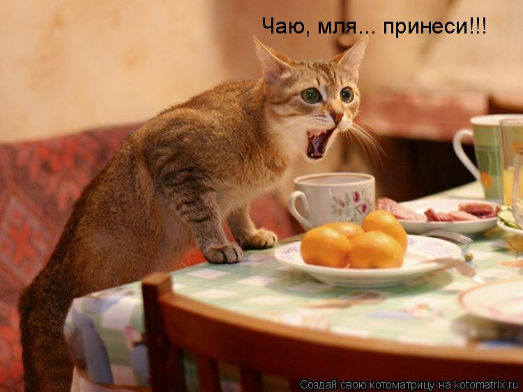 Котоматрица: Чаю, мля... принеси!!!