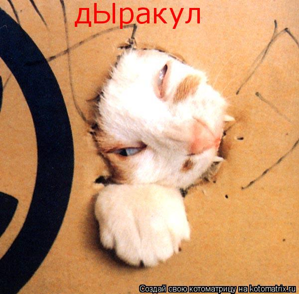 Котоматрица: дЫракул