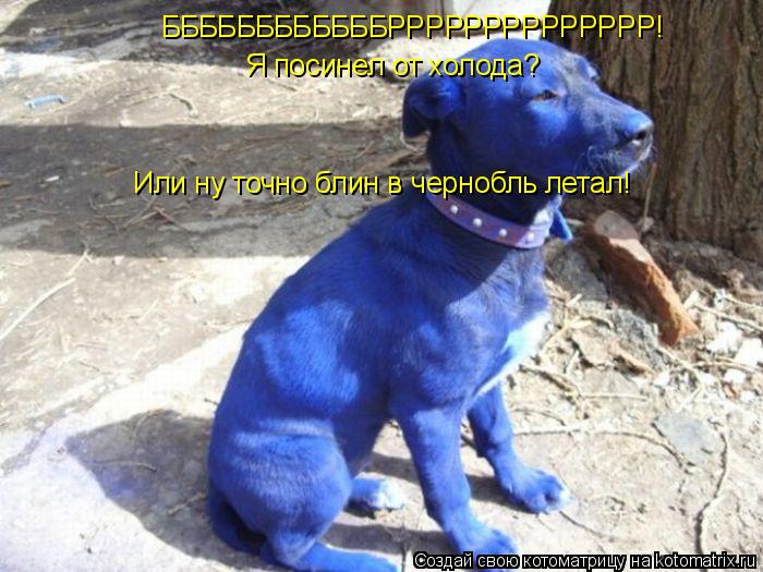 Котоматрица: ББББББББББББРРРРРРРРРРРРРР! Я посинел от холода? Или ну точно блин в чернобль летал!