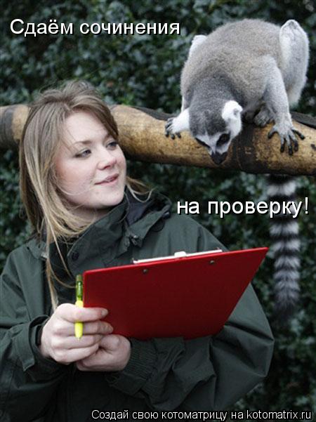 Котоматрица: Сдаём сочинения на проверку!