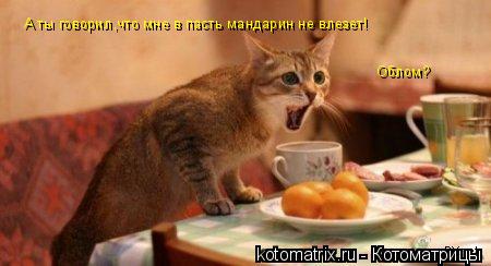 А ты говорил,что мне в пасть мандарин не влезет! Облом?... Котоматрица: А ты говорил,что мне в пасть мандарин не влезет! Облом?