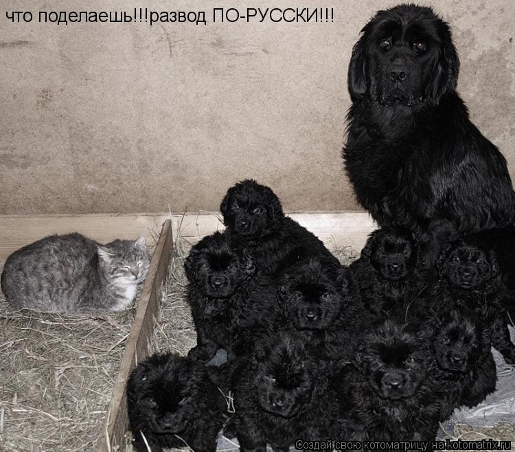 Котоматрица: что поделаешь!!!развод ПО-РУССКИ!!!