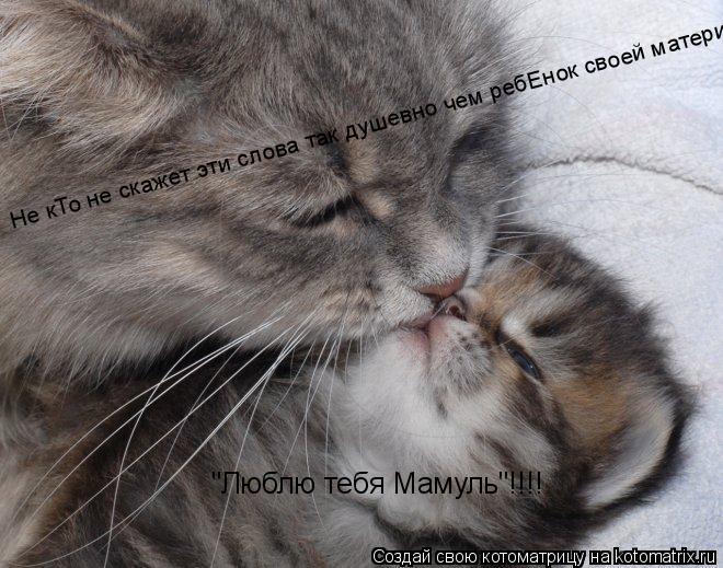 Котоматрица: "Люблю тебя Мамуль"!!!!  Не кТо не скажет эти слова так душевно чем ребЕнок своей матери