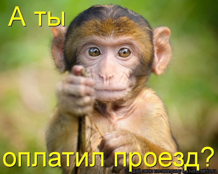Котоматрица: А ты оплатил проезд?