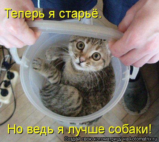 Котоматрица: Теперь я старьё. Но ведь я лучше собаки!
