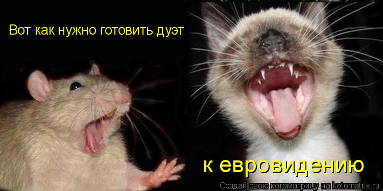 Котоматрица: Вот как нужно готовить дуэт к евровидению