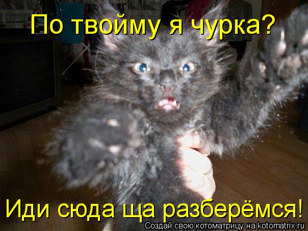 Котоматрица: По твойму я чурка? Иди сюда ща разберёмся!