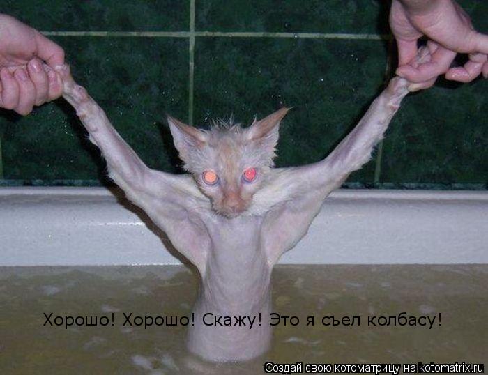 Котоматрица: Хорошо! Хорошо! Скажу! Это я съел колбасу!