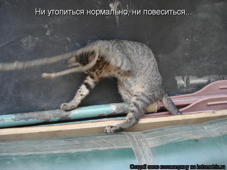 Котоматрица: Ни утопиться нормально, ни повеситься...