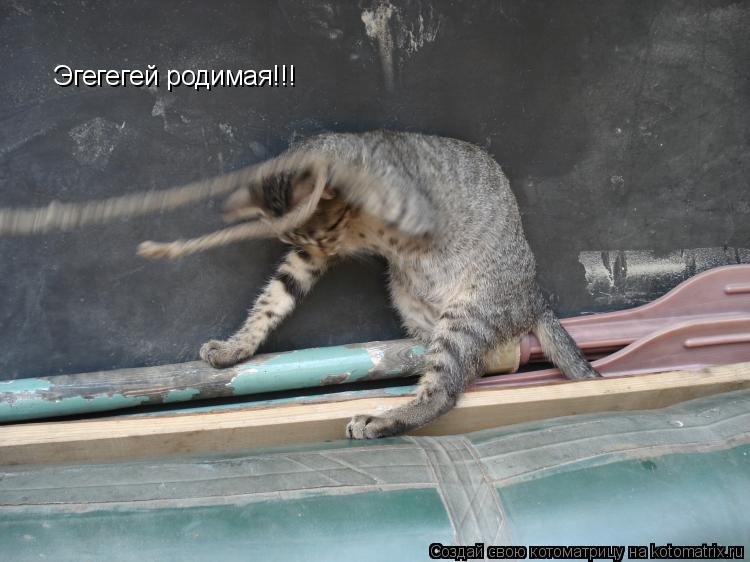 Котоматрица: Эгегегей родимая!!!