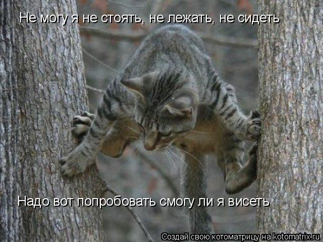 Котоматрица: Не могу я не стоять, не лежать, не сидеть Надо вот попробовать смогу ли я висеть