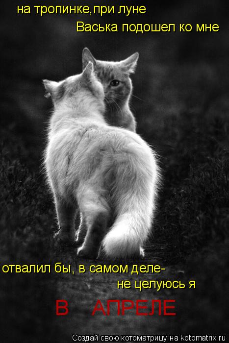 на тропинке,при луне Васька подошел ко мне отвалил бы, в самом деле- не целуюсь я В АПРЕЛЕ... Котоматрица: на тропинке,при луне Васька подошел ко мне отвалил бы, в самом деле- не целуюсь я В АПРЕЛЕ