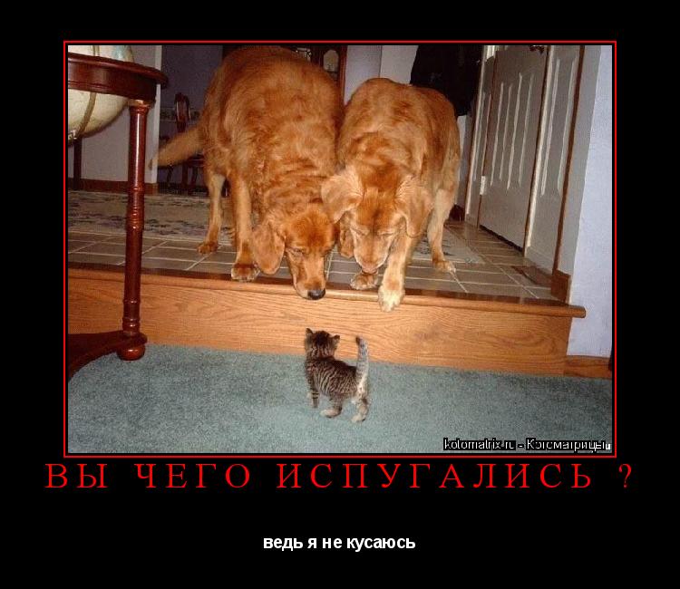 вы чего испугались ? ведь я не кусаюсь... Котоматрица: вы чего испугались ? ведь я не кусаюсь