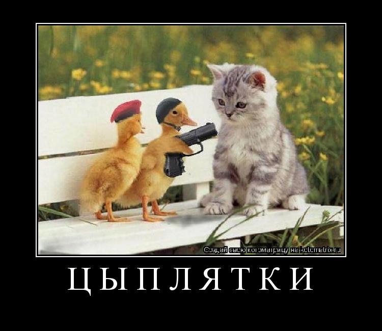 Котоматрица: цыплятки 