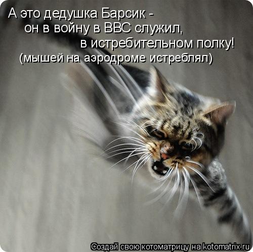 Котоматрица: А это дедушка Барсик - он в войну в ВВС служил,  в истребительном полку! (мышей на аэродроме истреблял)