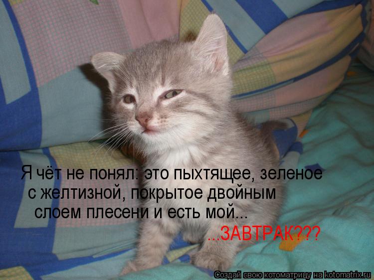 Котоматрица: Я чёт не понял: это пыхтящее, зеленое с желтизной, покрытое двойным  слоем плесени и есть мой... ...ЗАВТРАК???