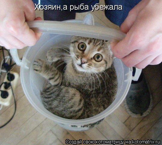 Котоматрица: Хозяин,а рыба убежала