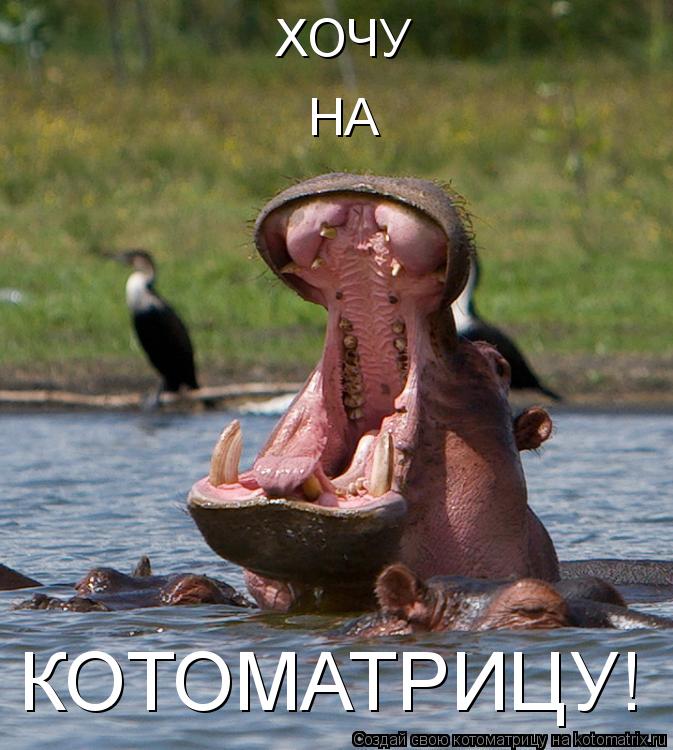 Котоматрица: ХОЧУ НА КОТОМАТРИЦУ!